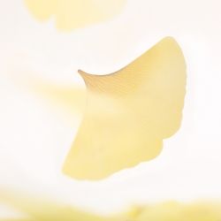 Sticky Leaf_Tracing Ginkgo(Yellow,L)