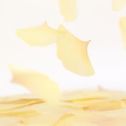 Sticky Leaf_Tracing Ginkgo(Yellow,S)