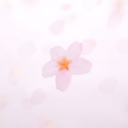 StickyLeaf_T-Cherry Blossom_White_L