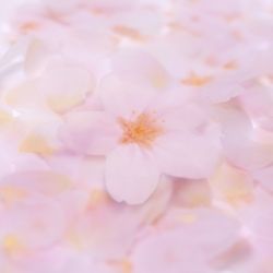 StickyLeaf_T-Cherry Blossom_White_L