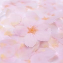 StickyLeaf_T-Cherry Blossom_White_M