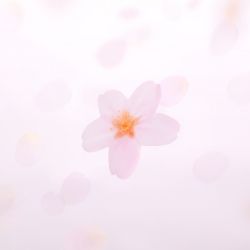StickyLeaf_T-Cherry Blossom_White_S