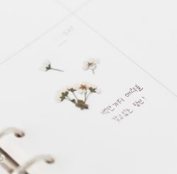 Press Flower Stickers_Bridal wreath