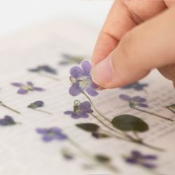 Press Flower Stickers_Manchurian violet