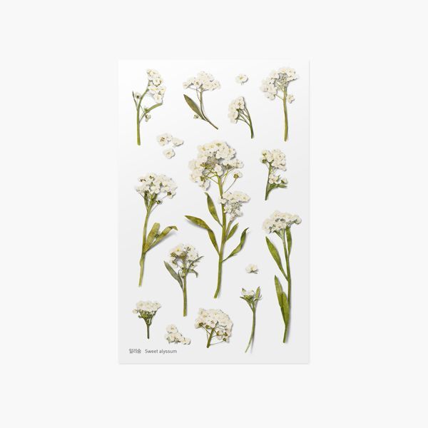Press Flower Stickers_Sweet alyssum