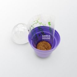 Mini Lavender Grow Kit 
