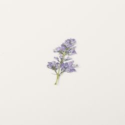 Press Flower Stickers_Lilac