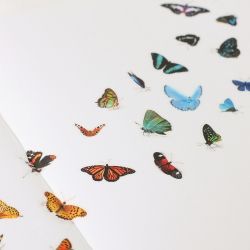 Nature Stickers_Butterfly